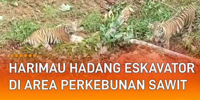 VIDEO: Viral Seekor Harimau Hadang Eskavator di Area Perkebunan Sawit