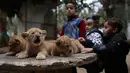 Bocah-bocah Palestina berdiri dekat tiga anak singa berusia dua bulan di sebuah kebun binatang swasta di Rafah, Jalur Gaza, 22 Desember 2017. Pemilik kebun binatang berencana menjual anan-anak singa itu karena terkendala masalah biaya. (AP/Adel Hana)