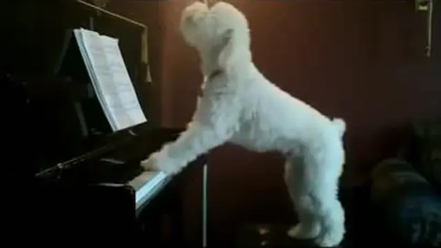 Lucunya menyaksikan seekor anjing yang mencoba bermain piano sambil bernanyi.
