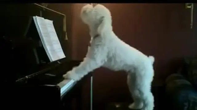 WOW: Anjing Bermain Piano Sambil Menyanyi
