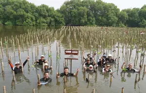 14.000 Mangrove Jadi Benteng Pesisir Kubu Raya