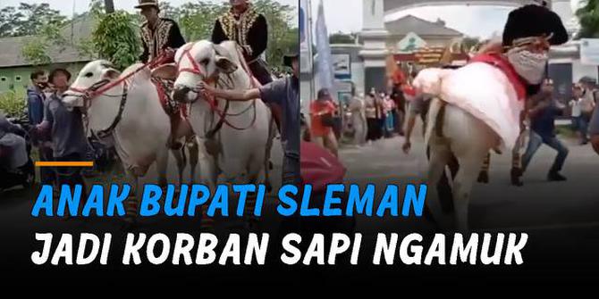 VIDEO: Duh, Anak Bupati Sleman Jadi Korban Sapi Ngamuk