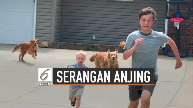 Belajar dari kasus ART yang diserang anjing hingga tewas. Beberapa hal ini perlu dilakukan saat menghadapi serangan anjing.