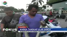 Ular sanca kembang ditangkap warga dalam kondisi lemah di tepi Kali Sekretaris, Grogol. Diduga ular tercemar limbah dari dalam kali.