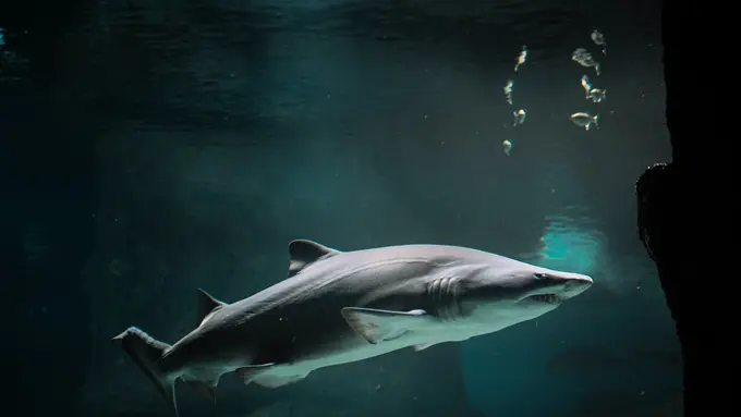 Kisah Tragis Hiu Putih yang Mati dan Ditinggalkan di Taman Margasatwa Terbengkalai