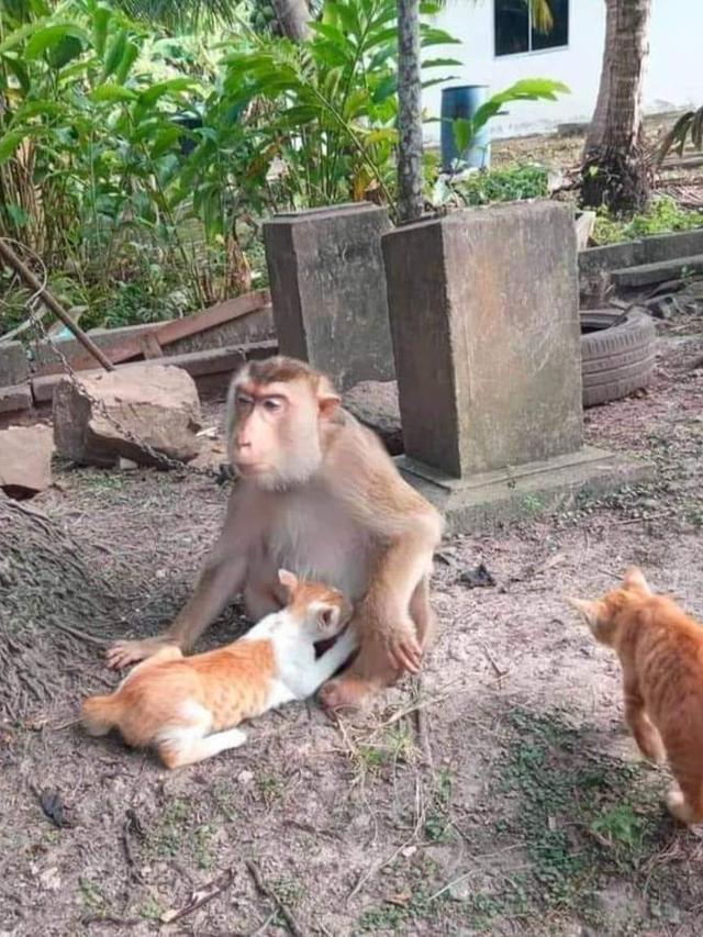 6 Potret Hewan Salah Induk saat Minta Susu Ini Nyeleneh