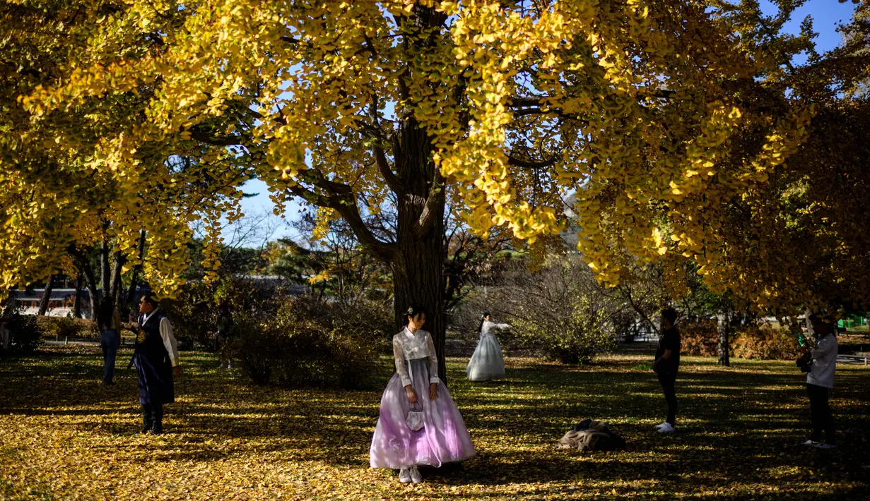 Memasuki bulan November, barisan pohon ginkgo yang berada di sini akan berubah warna menjadi kuning keemasan. (ANTHONY WALLACE / AFP)