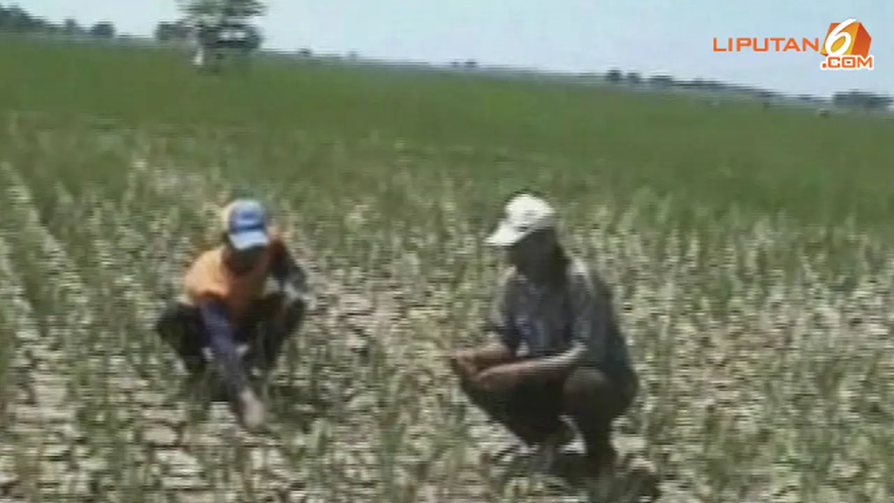 sawah-kering-130904d.jpg