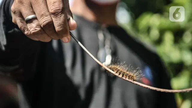 Fenomena Kawanan Ulat Bulu Bermunculan di Permukiman Warga