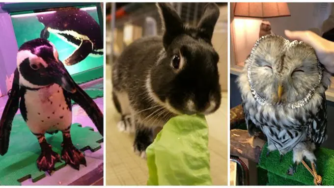 Foto : coyright kotaku.com