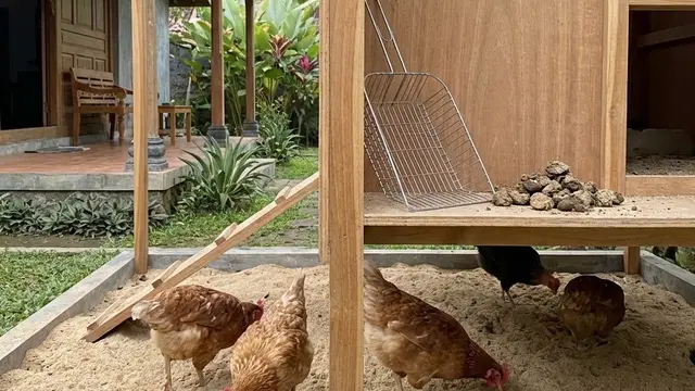 Kandang Ayam Minimalis yang Tidak Bau dan Mudah Dibersihkan