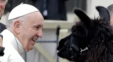 Paus Fransiskus tersenyum ketika melihat seekor llama di Lapangan Santo Petrus, Vatikan, Rabu (11/4). Tiga pria dari Tyrol Selatan di Italia Utara berjalan dengan tiga llama menuju Vatikan. (AP Photo/Andrew Medichini)