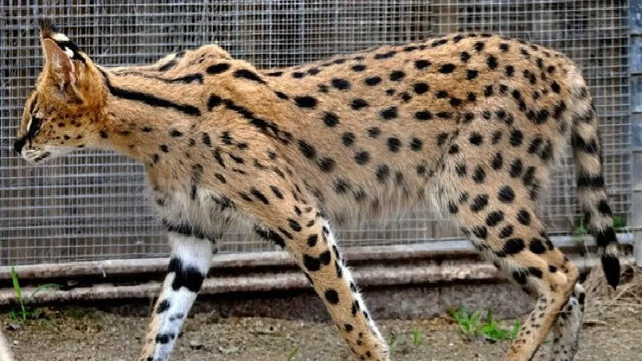 Savannah