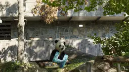 Panda Bei Bei memakan kue ulang tahunnya yang ke-4 di Kebun Binatang Nasional Smithsonian di Washington, DC (22/8/2019). Bei Bei akan pindah ke China setelah berusia empat tahun, menurut perjanjian Kebun Binatang Nasional Smithsonian dan Asosiasi Konservasi Margasatwa China.(AFP Photo/Alastair Pike)