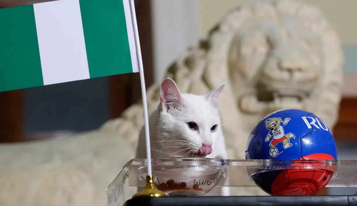 Kucing peramal, Achilles memilih bendera Nigeria saat memprediksi laga penutup Grup D Piala Dunia 2018 antara Nigeria vs Argentina di St. Petersburg, Selasa (26/6). Achilles memilih Nigeria sebagai pemenang dalam laga hidup mati itu. (AP/Dmitri Lovetsky)