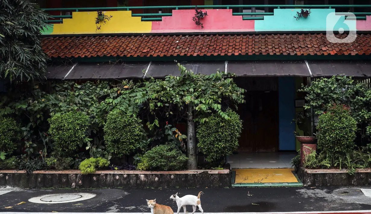 Kucing terihat di halaman Sekolah Menengah Pertama (SMP) Negeri 85 yang ditutup di Pondok Labu, Cilandak, Jakarta, Rabu (27/7/2022). Sekolah tersebut ditutup selama 10 hari setelah tiga siswa terkonfirmasi COVID-19. (Liputan6.com/Johan Tallo)