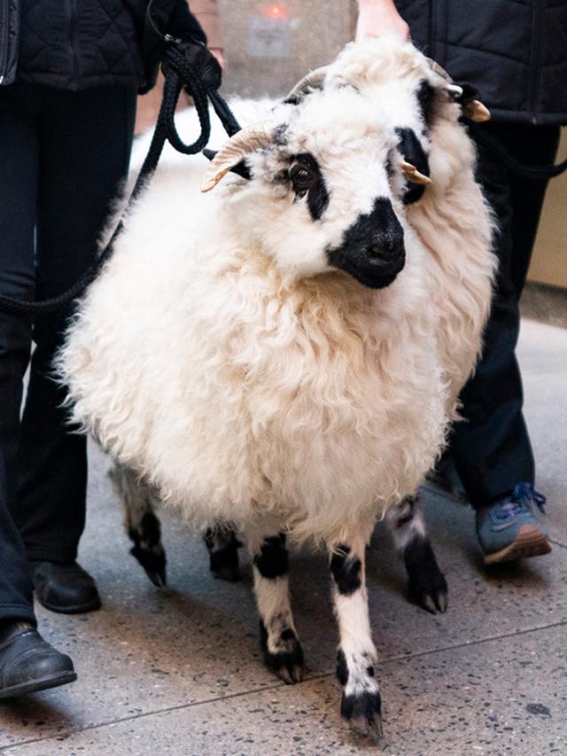 Arak-arakan Hewan Melalui Jalanan NYC