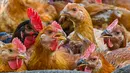 Ayam terlihat di peternakan unggas di Temerloh, Pahang, Malaysia, Selasa (31/5/2022). Perdana Menteri Malaysia Ismail Sabri Yaakob mengatakan pada 23 Mei, Malaysia akan menghentikan ekspor 3,6 juta ayam sebulan mulai 1 Juni dan seterusnya di tengah melonjaknya harga dan kekhawatiran pasokan. (Mohd RASFAN/AFP)