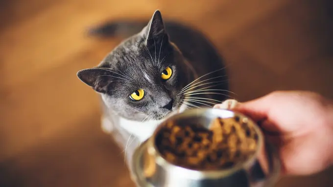Kucing Kesayangan Jadi Picky Eater, Gimana Menghadapinya Ya?