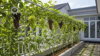 9 Konsep Kebun Buah Mini Edible Garden Cantik Ala Rumah Tropis, Estetik dan Produktif