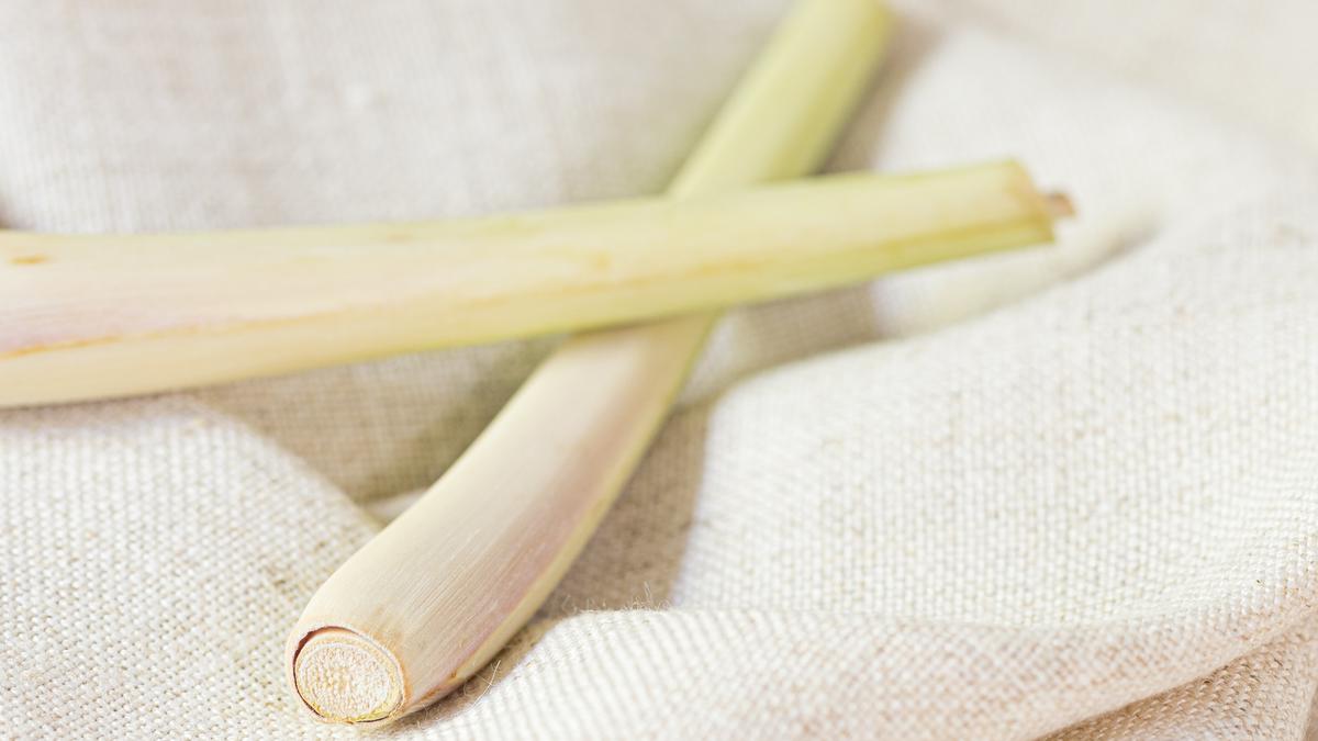 Ini Cara Simpan Serai Segar agar Tetap Wangi Lebih dari 2 Minggu untuk Bumbu Dapur