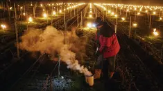 Petani anggur Patrick Clavelin memperbaiki lilin anti-beku besar di kebun anggur di wilayah Jura, di Le Vernois, Prancis tengah (4/4/2022). Penurunan suhu April di sekitar Prancis mengancam kebun anggur dan tanaman penting lainnya.  (AP Photo/Laurent Cirpriani)