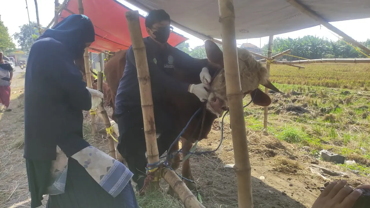 Tiga sapi kurban di Sidoarjo ditemukan bergejala PMK. (Istimewa)