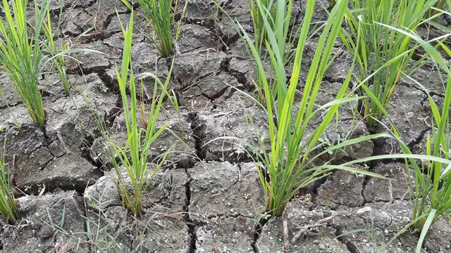 Sawah retak karena kekurangan air dan menyebabkan tanaman padi puso. (Foto: Liputan6.com/Muhamad Ridlo)
