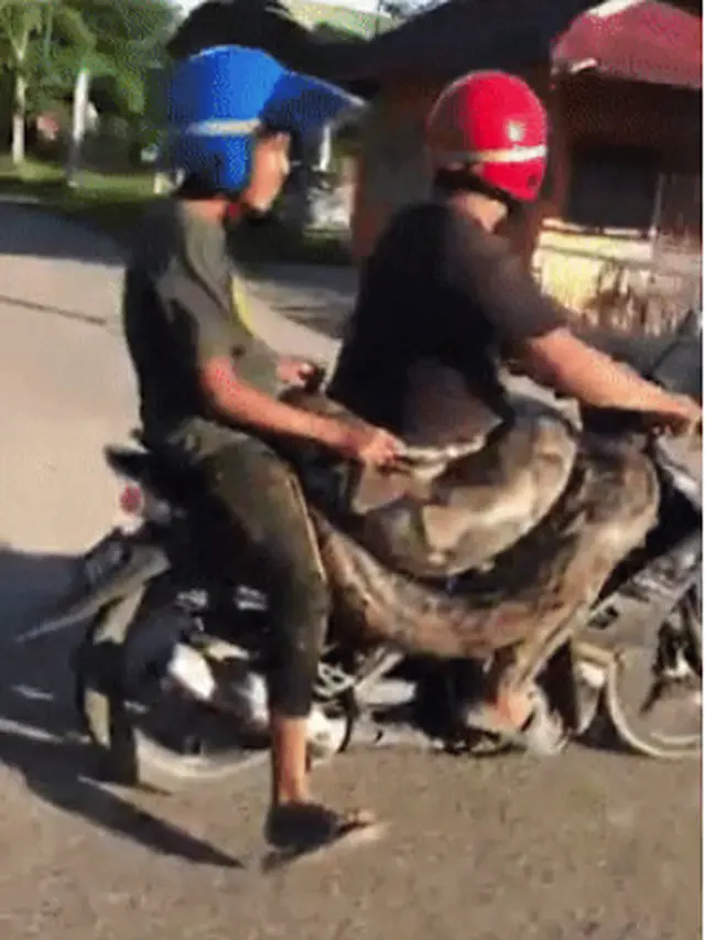 Viral Pengendara Motor Ini Bawa Ular Piton di Pinggang, Beratnya Diduga 200 Kilogram