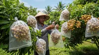 Kapan Waktu Terbaik Berongsong Kelengkeng supaya Cepat Besar dan Tidak Rontok