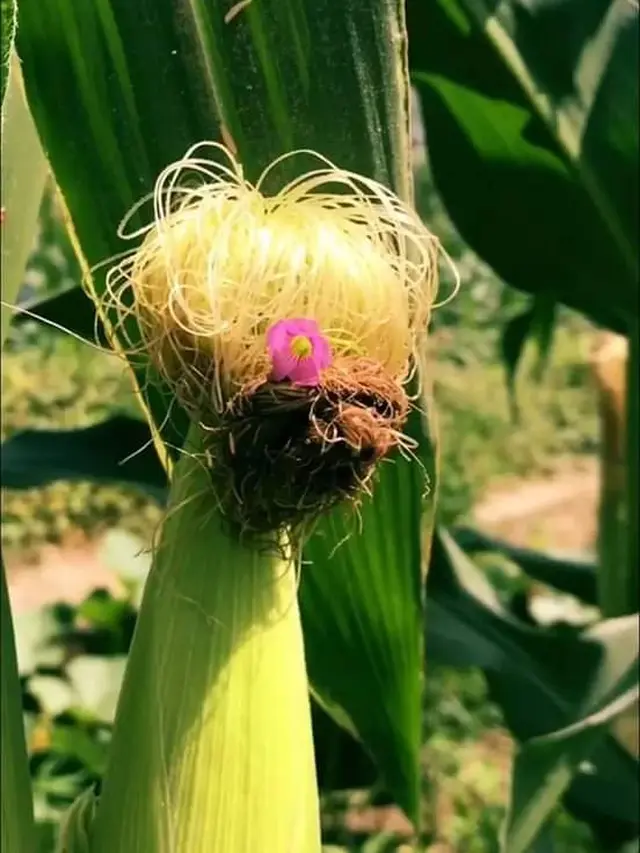 Unik, Begini Jadinya Kalau Rambut Jagung Ditata Layaknya Manusia