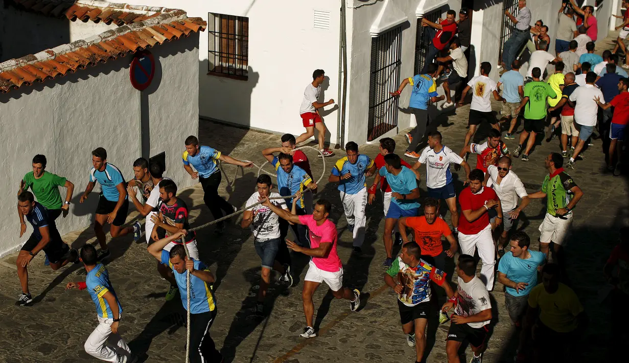 Sejumlah peserta berlarian saat banteng mulai mengejar para peserta saat  festival Toro de Cuerda di Grazalema, Spanyol, (20/7/2015). Festival Toro de Cuerda ini diikuti oleh ratusan peserta, dan merupakan salah satu daya tarik wisata. (REUTERS/Jon Nazca)