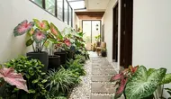 6 Ide Taman Mini di Lorong Rumah dengan Tanaman Berdaun Lebar, Bikin Hunian Terasa Teduh dan Menarik