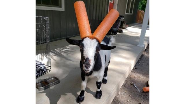 6 Potret Aksesoris Untuk Tanduk Kambing Ini Unik Banget