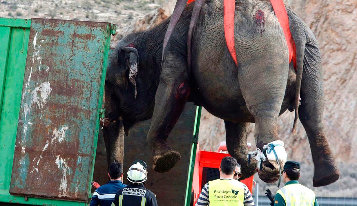 Petugas layanan darurat menggunakan crane mengangkat gajah sirkus dari jalan raya di Provinsi Albacete, Spanyol, Senin (2/4). Satu dari lima gajah tewas saat kendaraan pengangkut mereka mengalami kecelakaan. (El Digital de Albacete/María Guerrero via AP)
