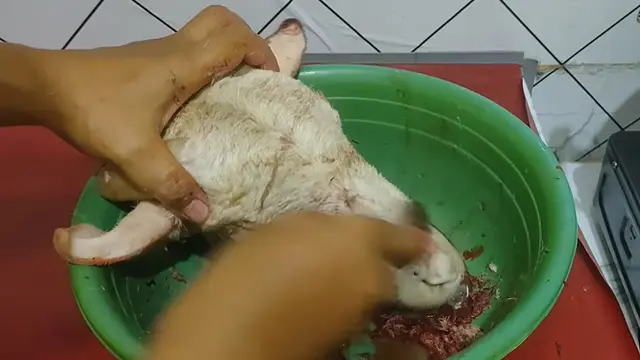 Modal 1 Alat, Ini Cara Mudah Bersihkan Kepala Kambing Sebelum Diolah