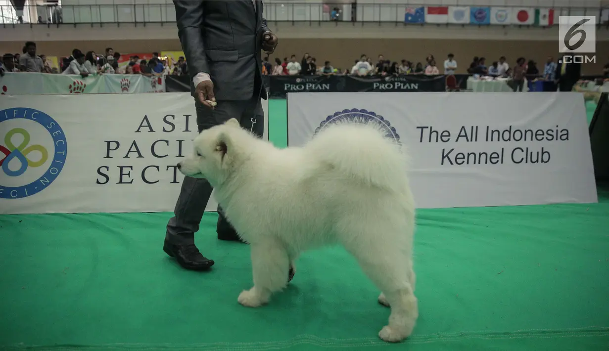 Peserta bersama anjing jenis Siberian Husky mengikuti kontes anjing "CAC International Dog Show 2018" di Ecovention, Ancol, Jakarta, Minggu (4/2). (Liputan6.com/Faizal Fanani)