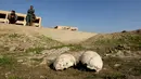 Tampak tengkorak di sebuah kuburan massal yang diduga lokasi makam anggota Yazidi Irak di pinggiran kota Sinjar, 30 November 2015. Pasukan Kurdi menemukan kuburan ini usai berhasil merebut kembali kota Irak dari militan ISIS. (Reuters/Ari Jalal)