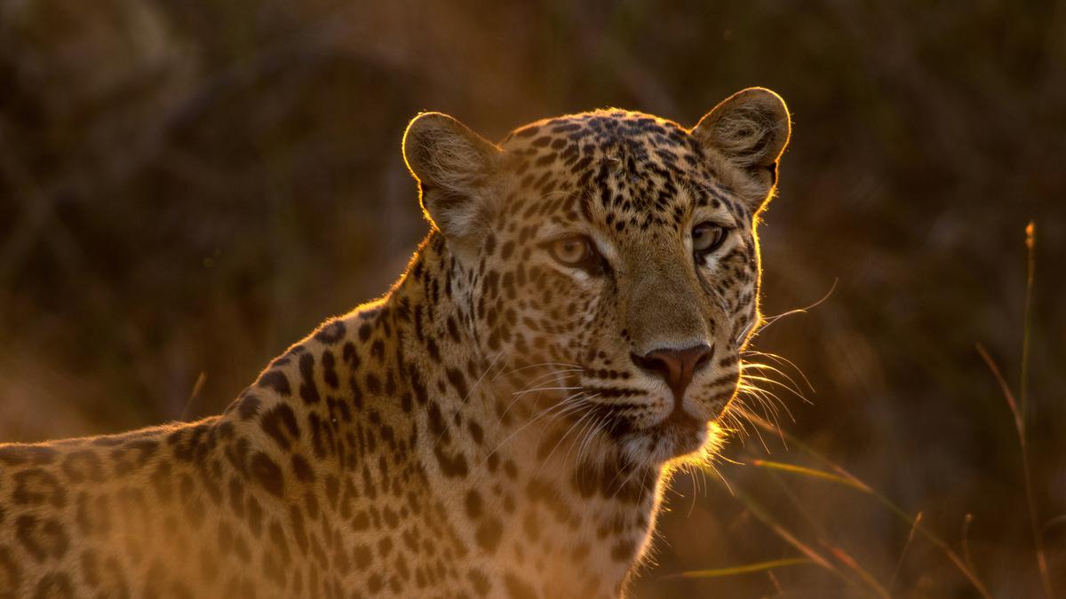 7 Perbedaan Cheetah dan Leopard, Kenali dari Bintik hingga Cara Berburu