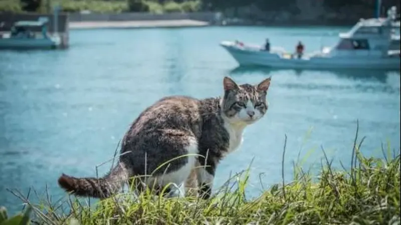 Pecinta Kucing, Ini 5 Pulau di Jepang Cocok Jadi Tujuan Wisata