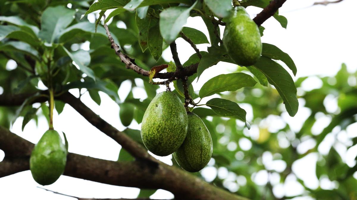 7 Penyebab Buah Alpukat Berukuran Kecil Meski Pohonnya Subur, Ternyata Bukan Kurang Pupuk