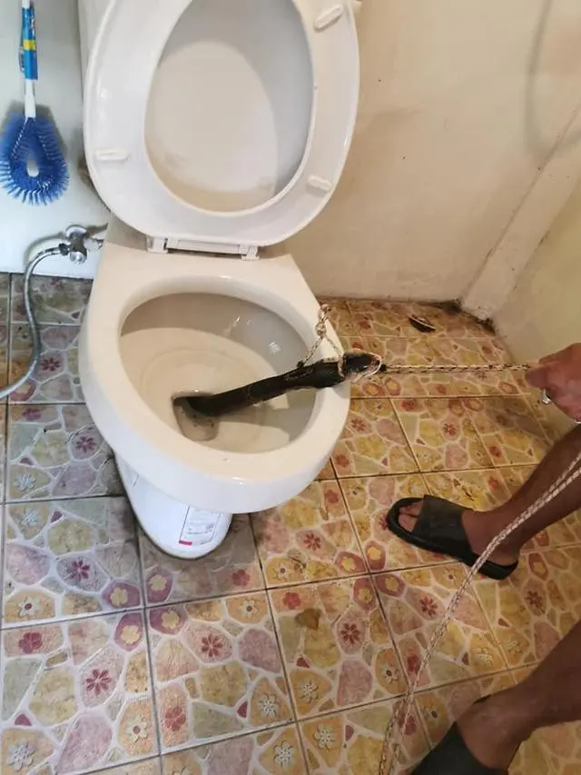 6 Momen Bikin Kaget Ketemu Ular Kobra Saat Mau BAB, Awalnya Dikira Kotoran