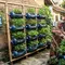 9 Cara Membuat Kebun Mini dari Galon Bekas yang Cocok untuk Rumah Subsidi