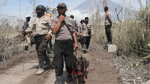 Kepolisian mengerahkan anjing pelacak mencari korban Semeru erupsi. (Dian Kurniawan/liputan6.com)