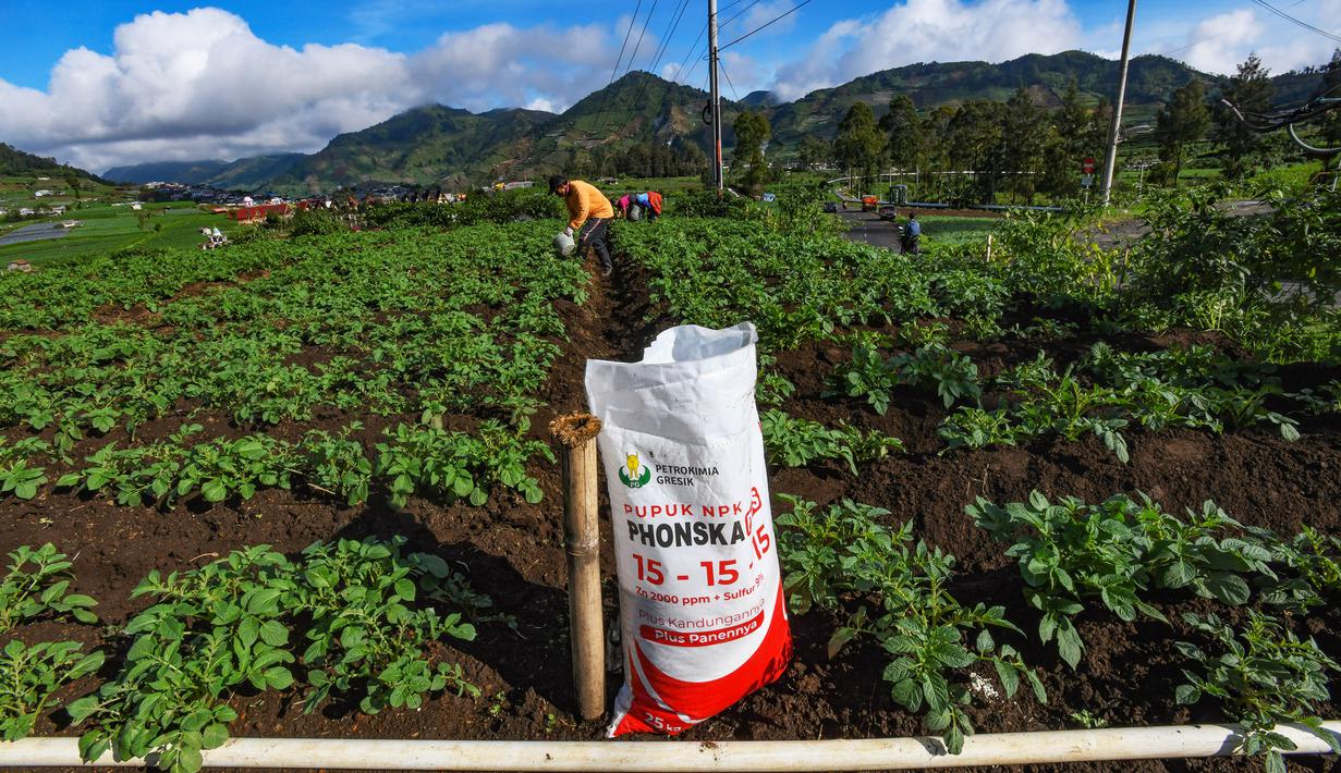 Petani melakukan penyemprotan pupuk pada tanaman kentang di kawasan dataran tinggi Dieng, Batur, Banjarnegara, Jawa Tengah, Minggu (2/11/2025). (merdeka.com/Arie Basuki)