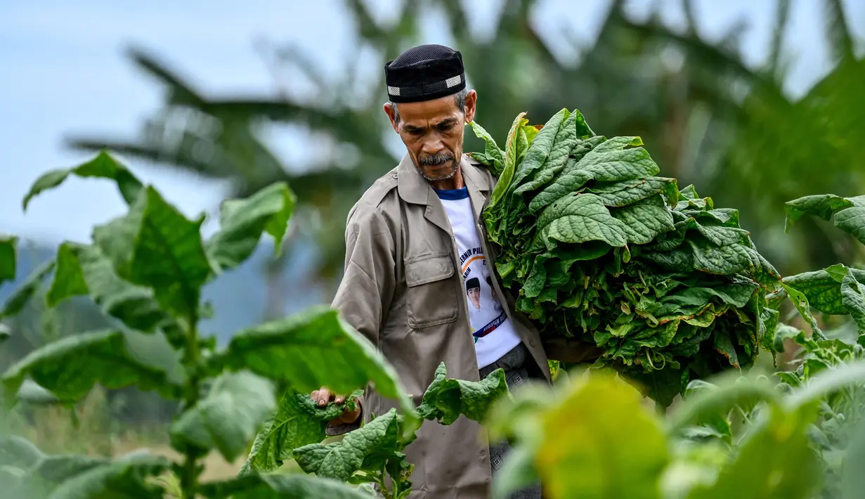 Seorang pria mengumpulkan daun tembakau di sebuah perkebunan di Kuta Cot Glie, Provinsi Aceh pada 2 Agustus 2025. (CHAIDEER MAHYUDDIN/AFP)