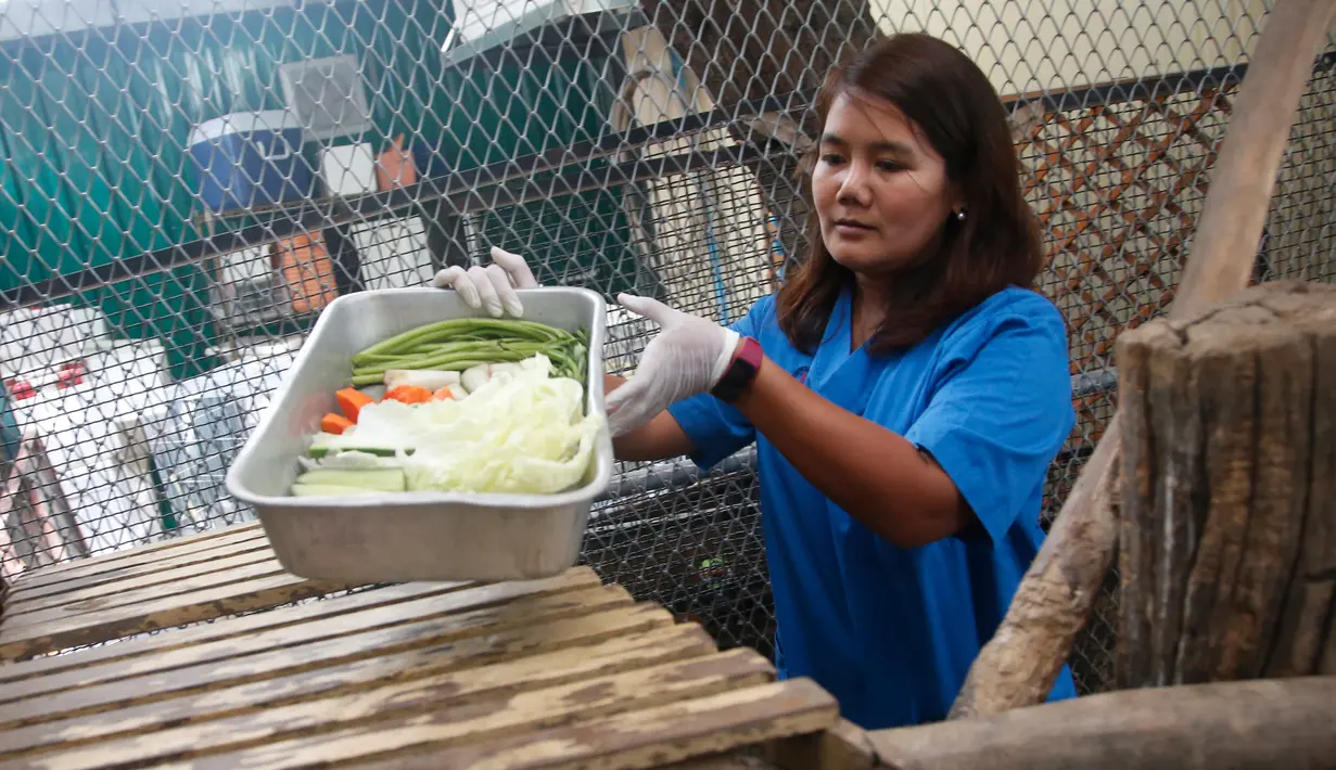 Dokter hewan, Supakarn Kaewchot menyiapkan sayuran untuk yang mengalami obesitas di pusat rehabilitasi kota Bangkok, 19 Mei 2017. Saat ini monyet berjulukan Uncle Fat itu sedang menjalani diet ketat dibantu komunitas Monkey Lovers (AP Photo/Sakchai Lalit)