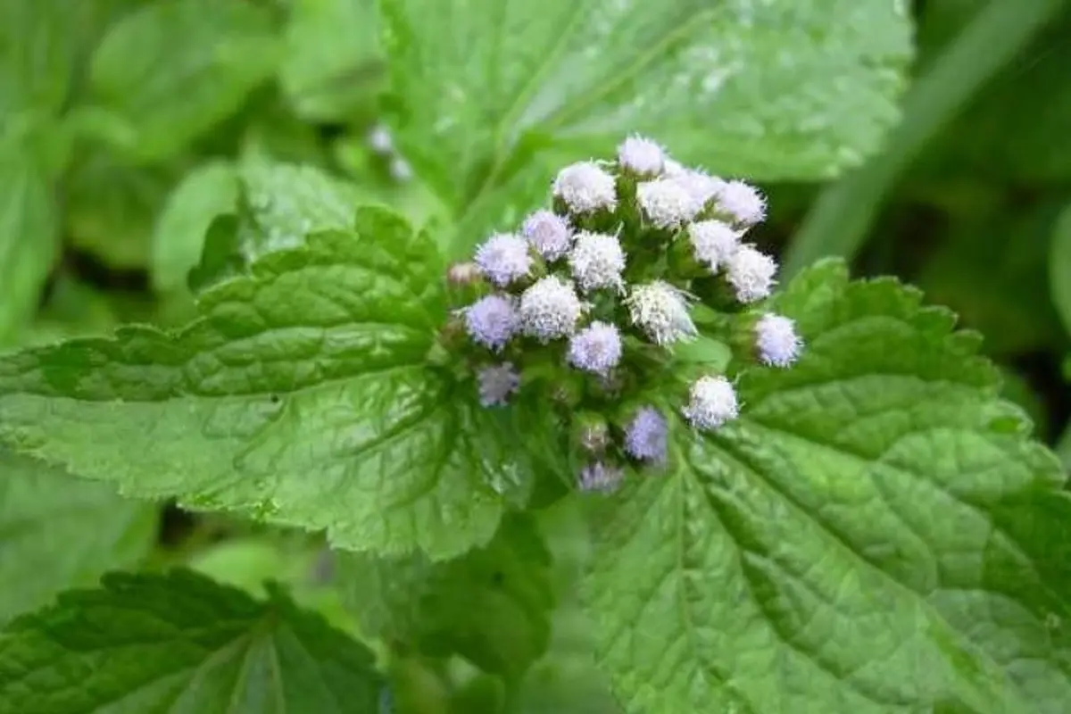 Daun Bandotan