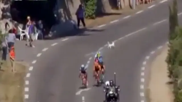 Seekor Anjing Hampir Tertabrak di Etape Kedua Tour de France