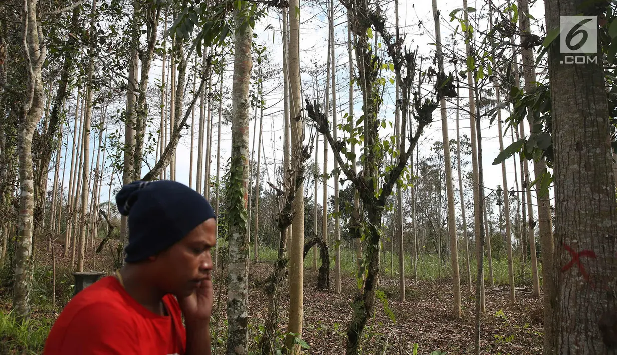 Warga berada di kebun di Desa Besakih, Karangasem, Bali, Jumat (8/12). Erupsi Gunung Agung yang memuntahkan abu vulkanik menyebabkan kawasan Besakih yang sebelumnya hijau menjadi gersang akibat pohon terbakar dan mati. (Liputan6.com/Immanuel Antonius)